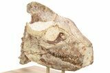Fossil Oreodont (Merycoidodon) Skull w/ Vertebrae - South Dakota #227375-3